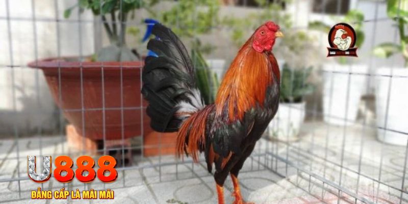 sodo88 game máy bay nổ hũ