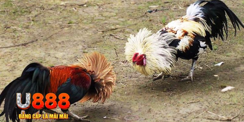 sodo88 game nổ hũ là gì